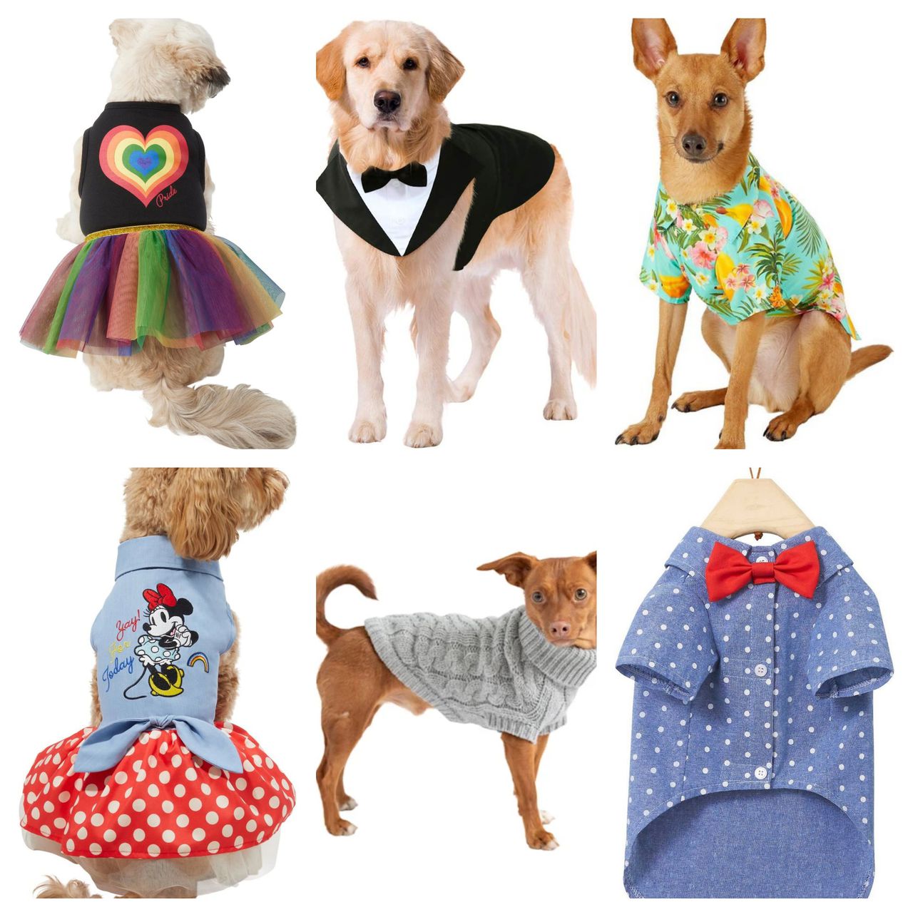 Dress your dog for National Dog Day, Halloween and beyond – cleveland.com