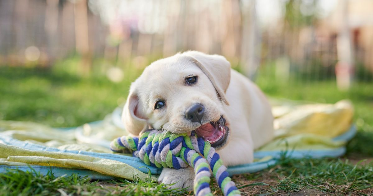 Rogue lockdown breeders caused 'explosion' of sick dog breeds in South West, research reveals – Cornwall Live