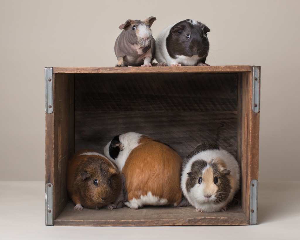 9 reasons why guinea pigs make great pets – The Mercury News