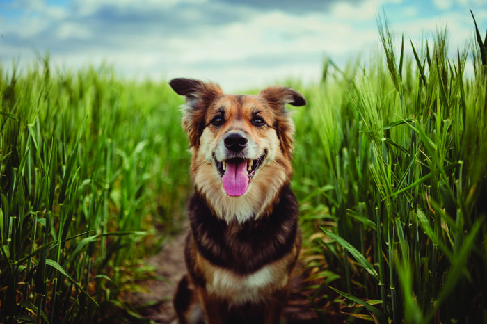 Longer life reported with plant-based dog food – PetfoodIndustry.com