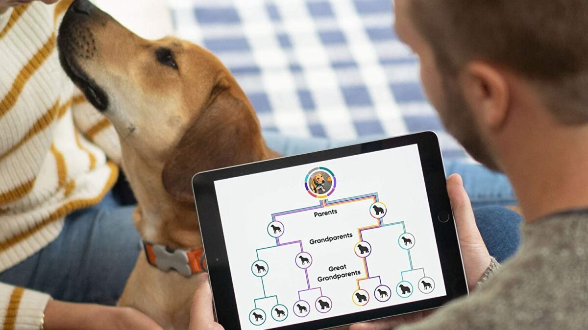 Hi, pet parents: Embark dog DNA kits are on sale at Amazon – Mashable