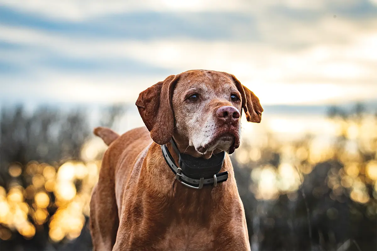 Best Ways to Care for a Senior Dog – Gun Dog – Gun Dog Magazine