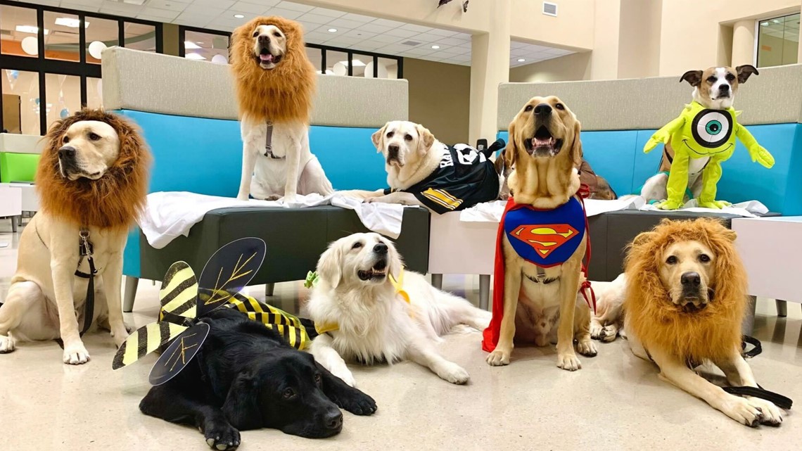 Facility Dog program at Norton Healthcare turns 5 years old – WHAS11.com