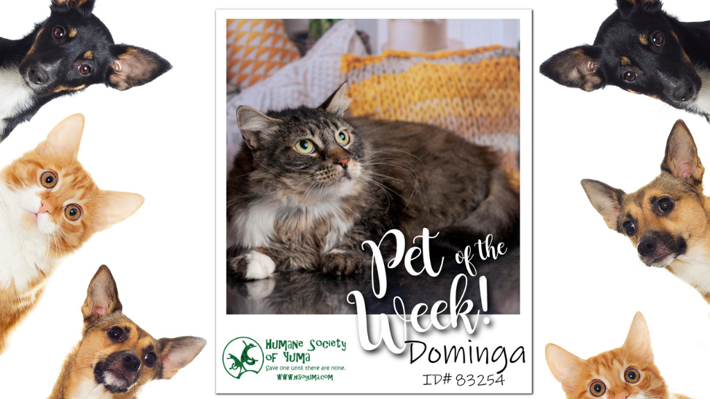 Pet Talk: Meet Dominga – KYMA