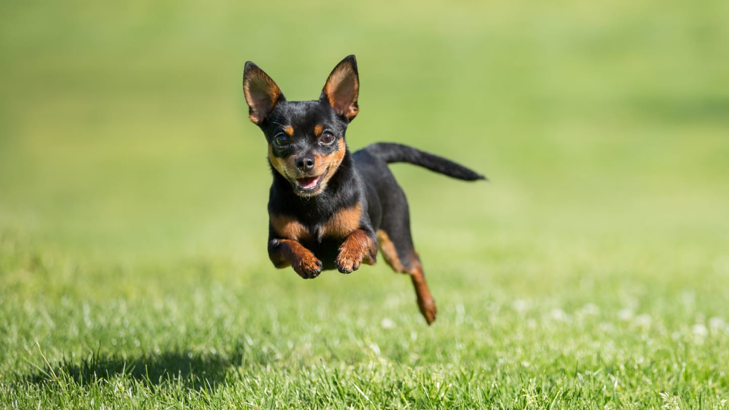 The 15 Longest-Living Dog Breeds – Mentalfloss