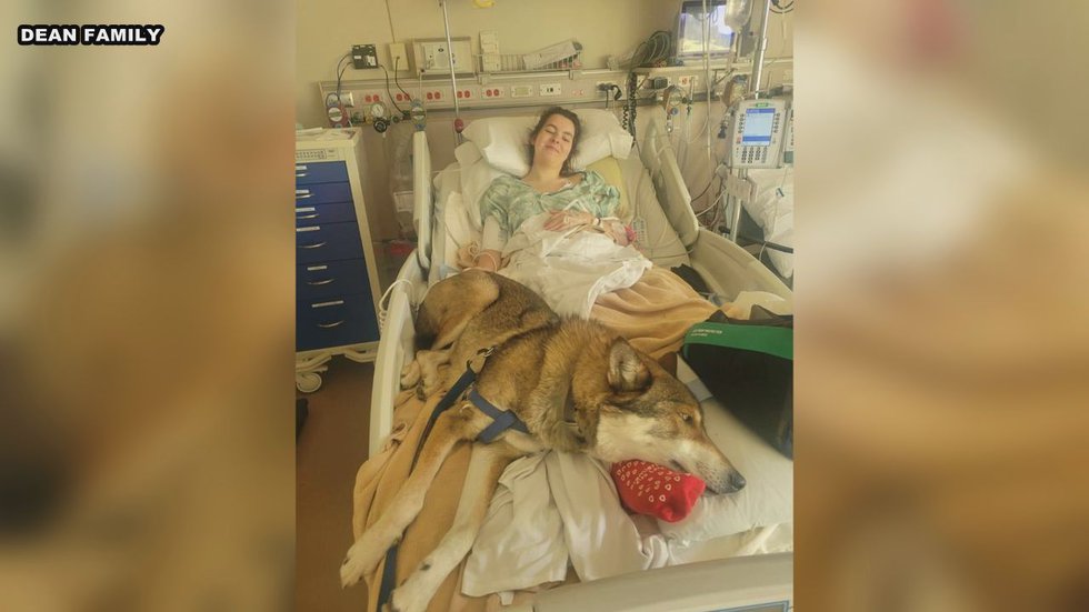 UK woman attacked by bison at Custer State Park shares her story – KEVN