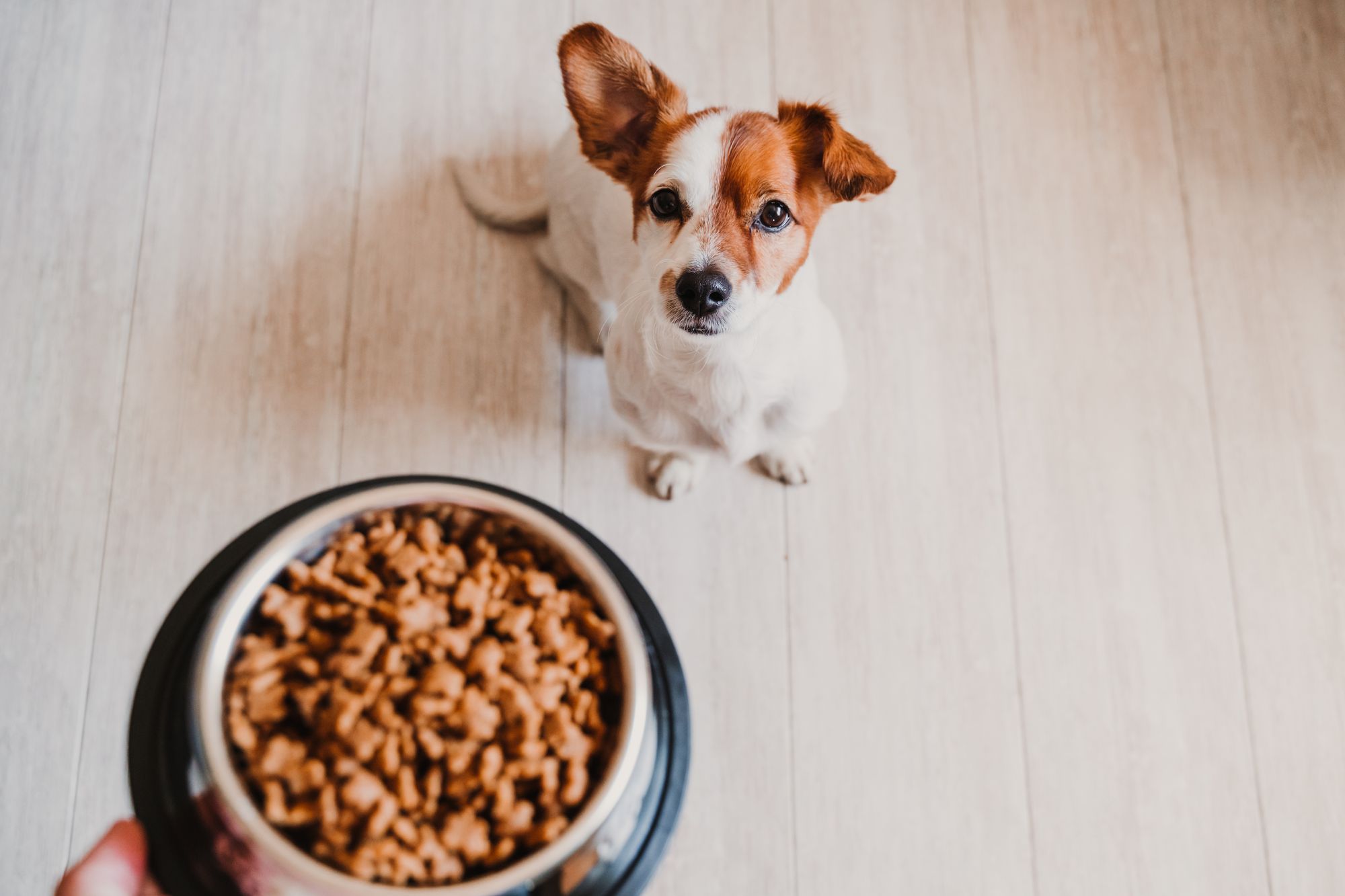 What ingredients to look for in dog food and treats – DVM 360