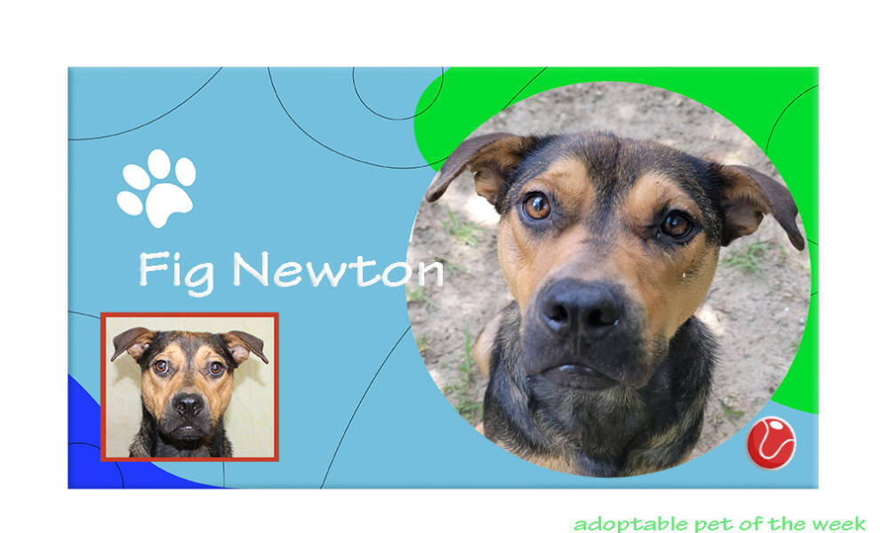 Adoptable Pet of the Week: Fig Newton – All On Georgia