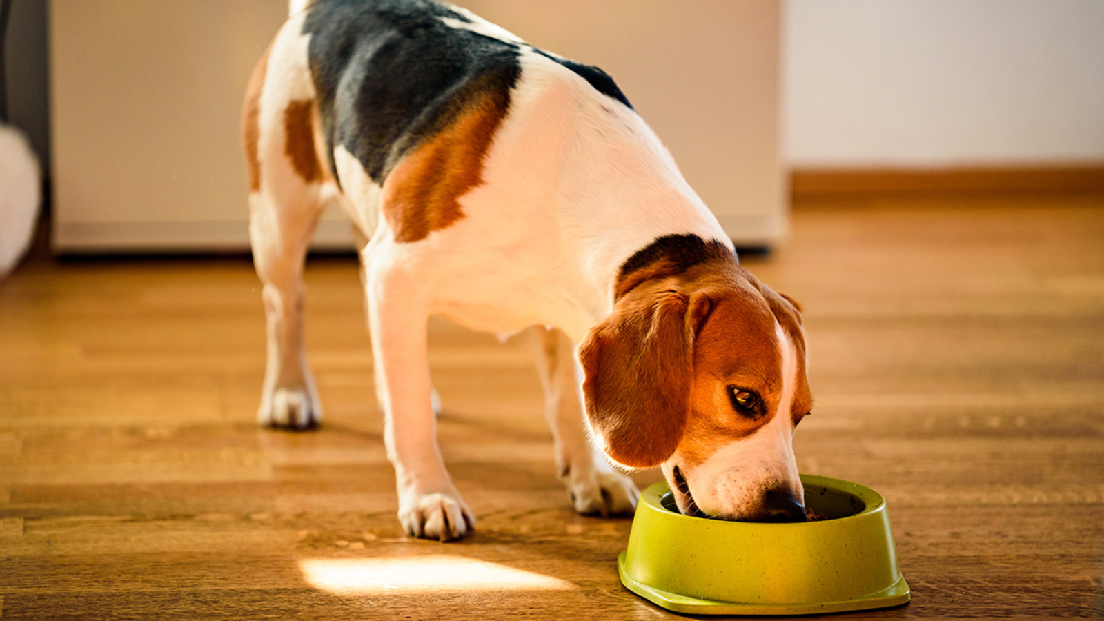 Pet owner tips: How often you wash your dog's bowl can affect your health, too, study says – KABC-TV