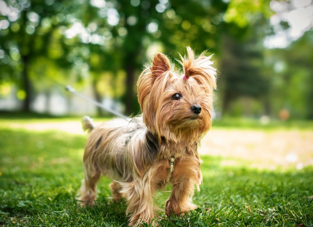 This tiny dog is the size of a guinea pig – Boing Boing