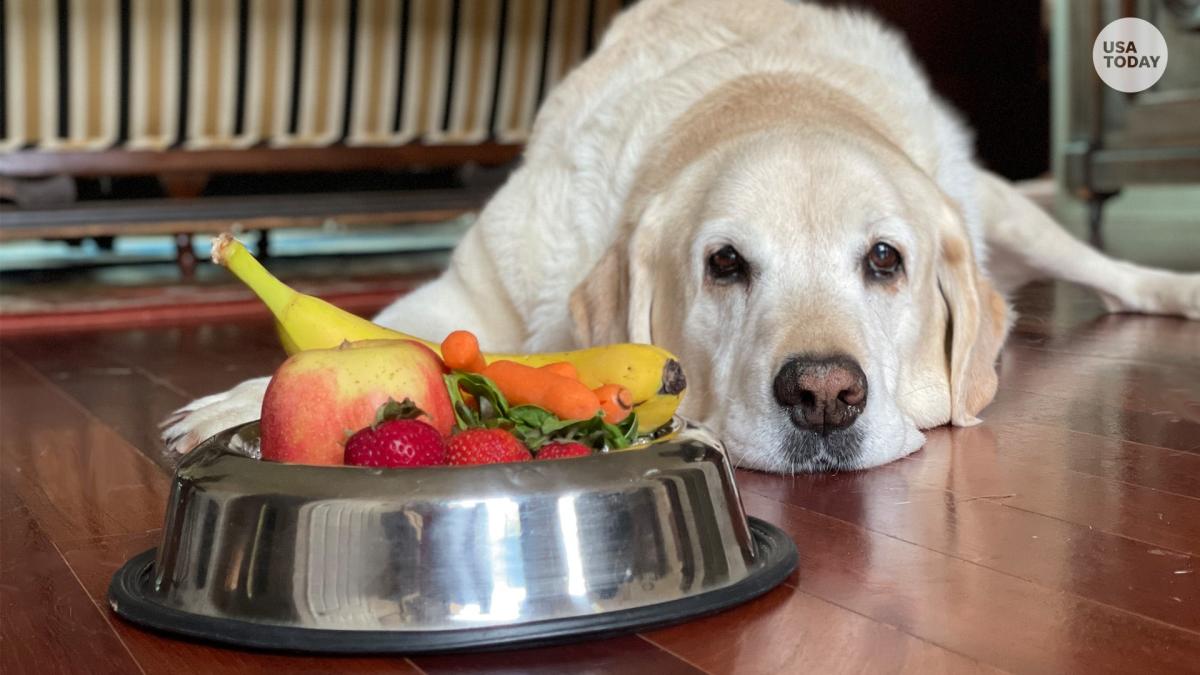 Can dogs eat gluten? Here's how the protein could affect your pup's diet. – Yahoo News