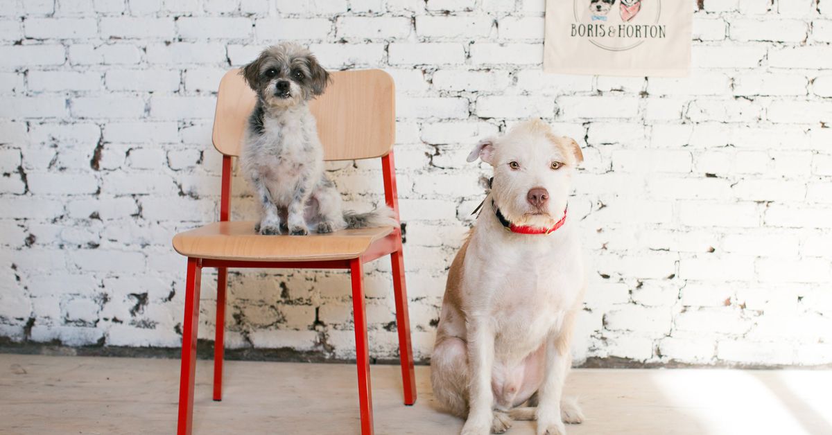 East Village Dog Cafe Boris & Horton Is Expanding to Brooklyn – Eater NY