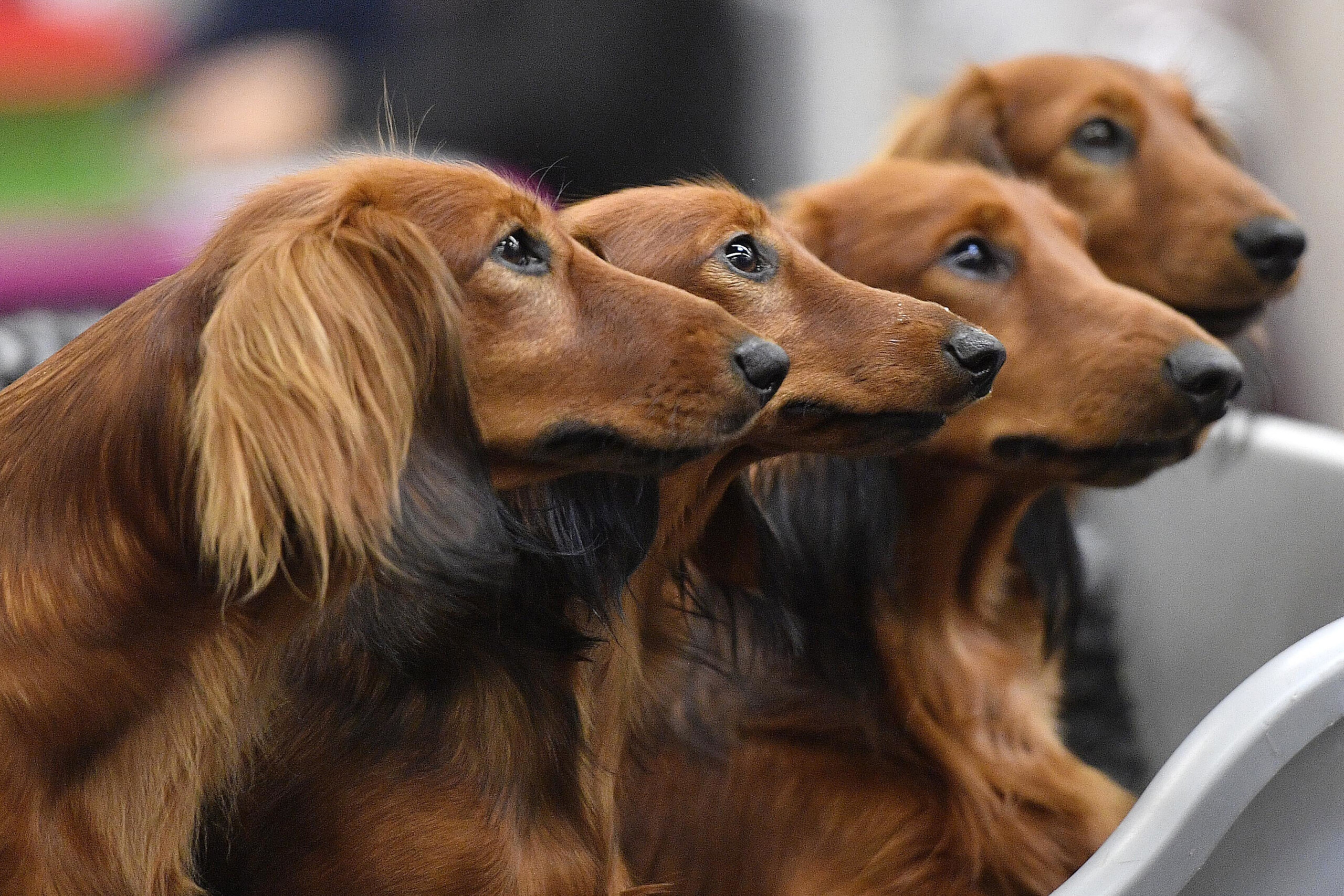 Study: Doggie dementia risk rises each year after age 10 – WISH TV Indianapolis, IN