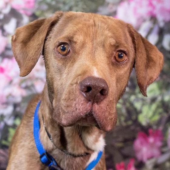 Meet Kahlua: a once-starving stray dog up for adoption at weekend 'clear the shelters' event – Prince William Times