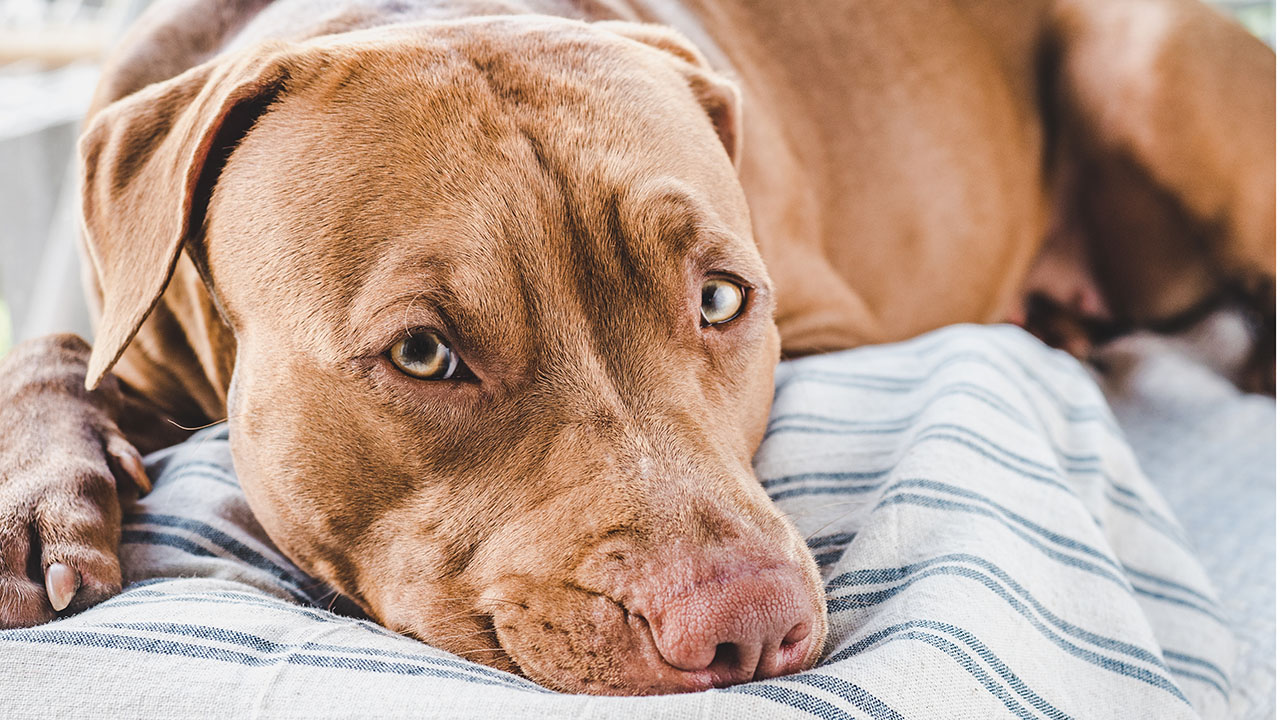 Colorado dog sitter refused to return pet to owner, police say – Fox News