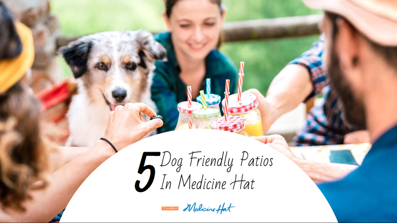 5 Dog Friendly Patios in Medicine Hat – CHAT News Today