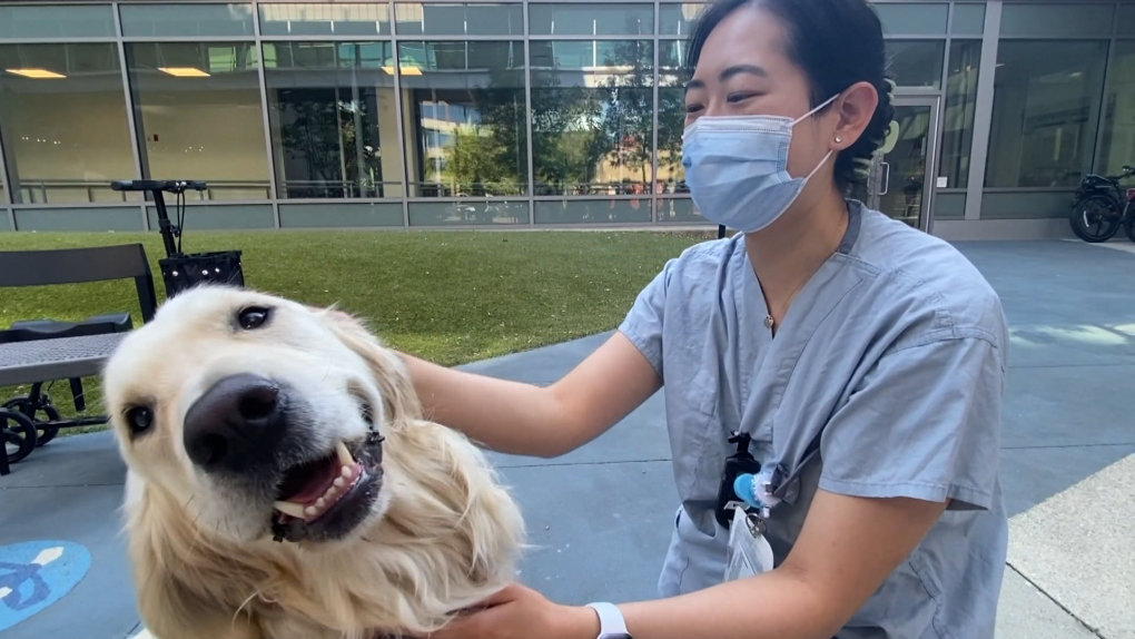 Uplifting news: Dogs helping B.C. hospital workers decompress | CTV News – CTV News Vancouver