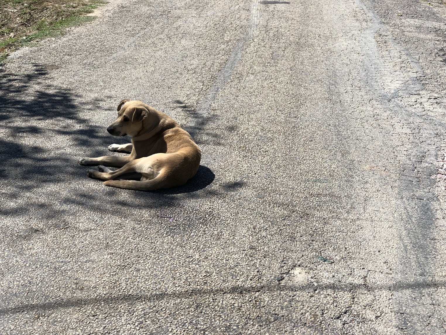 'Bad Year For Distemper in Texas': Dog Illnesses On the Rise at Dallas Animal Services Shelter – Dallas Observer