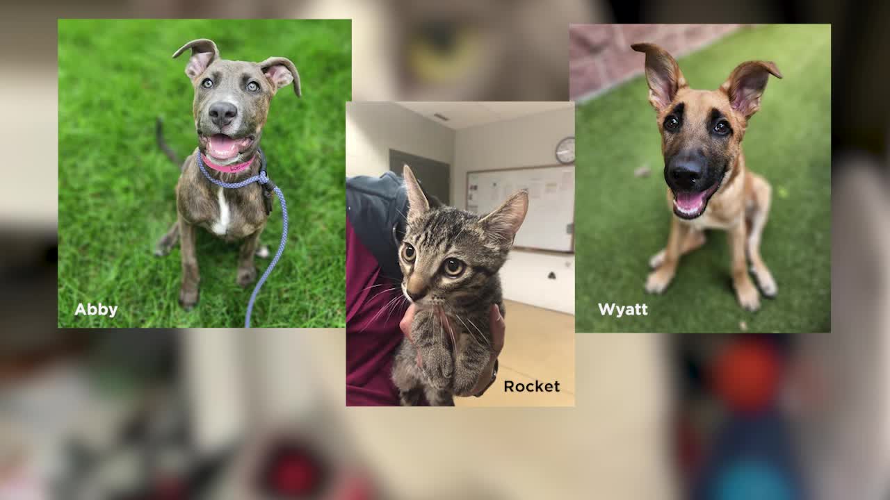 Minneapolis Animal Care and Control cancels free adoptions after successful first day – KSTP