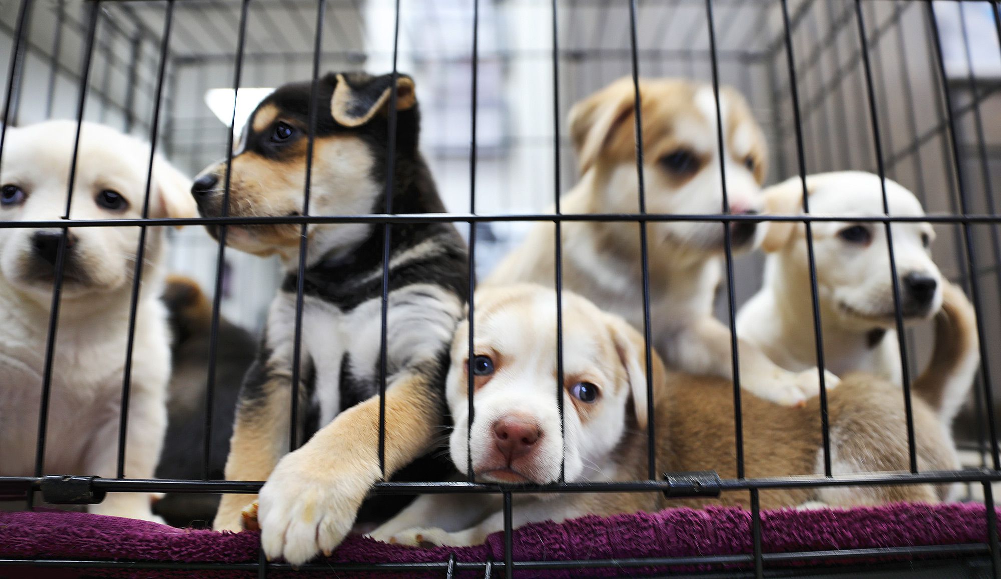 California Animal Shelter Introduces Policy Requiring Support of Gun Control for Pet Adoption – PEOPLE