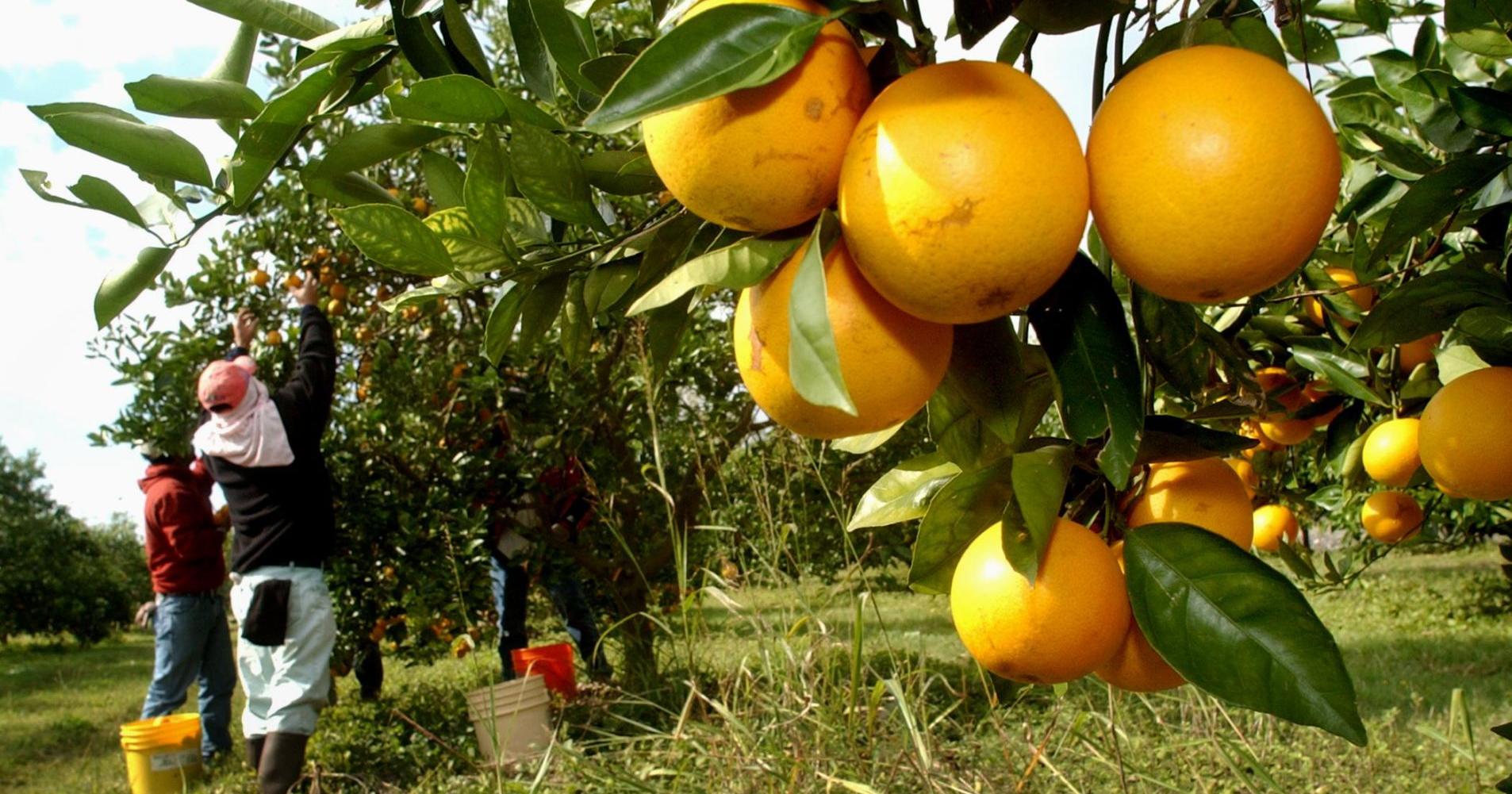 Got citrus? Dan Gill explains problems that may affect your trees and what to do about them – NOLA.com