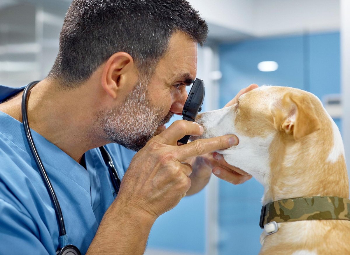 Here are the 10 most healthy breeds of adorable dog least likely to need a visit to the vet – The Scotsman