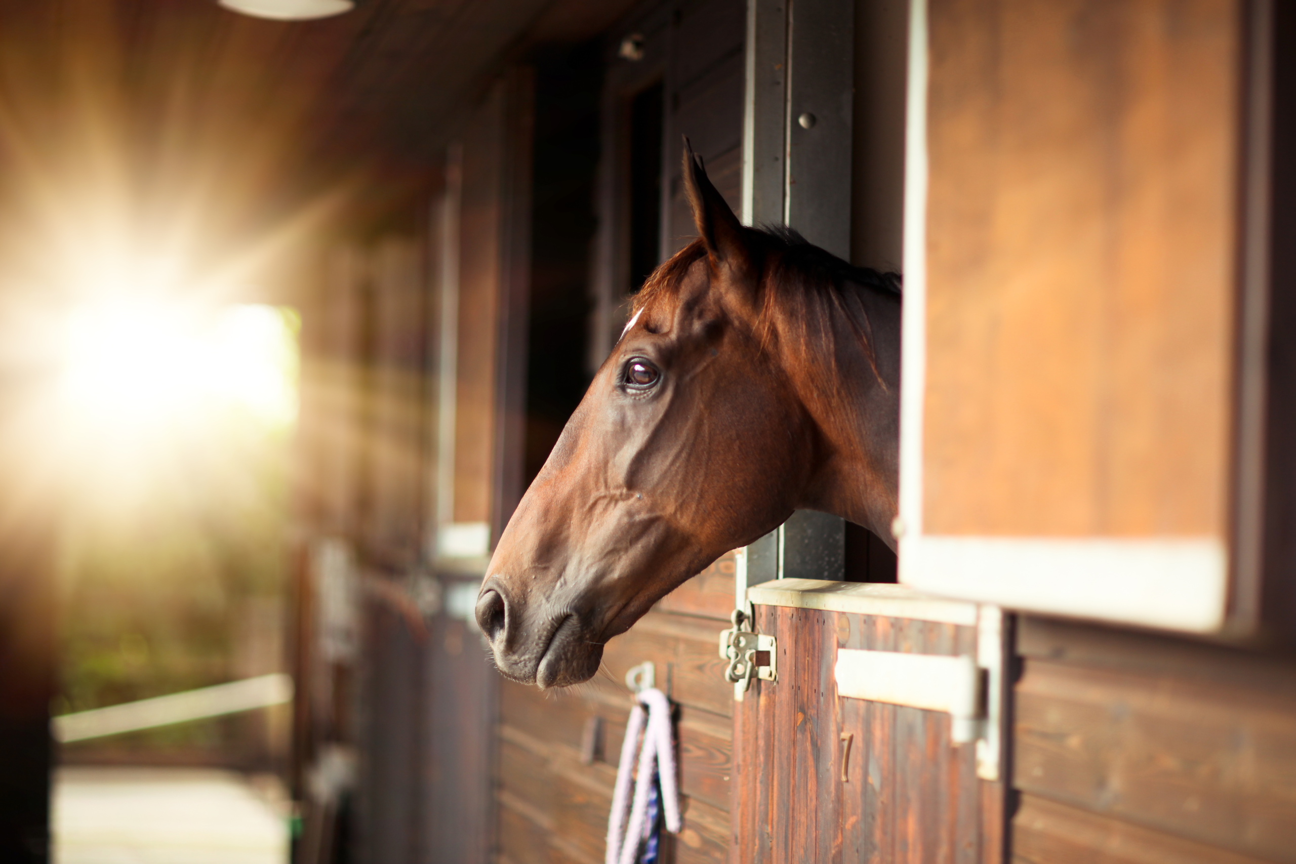 From a lonely horse cat to an independent cat — your pet queries answered… – The Sun