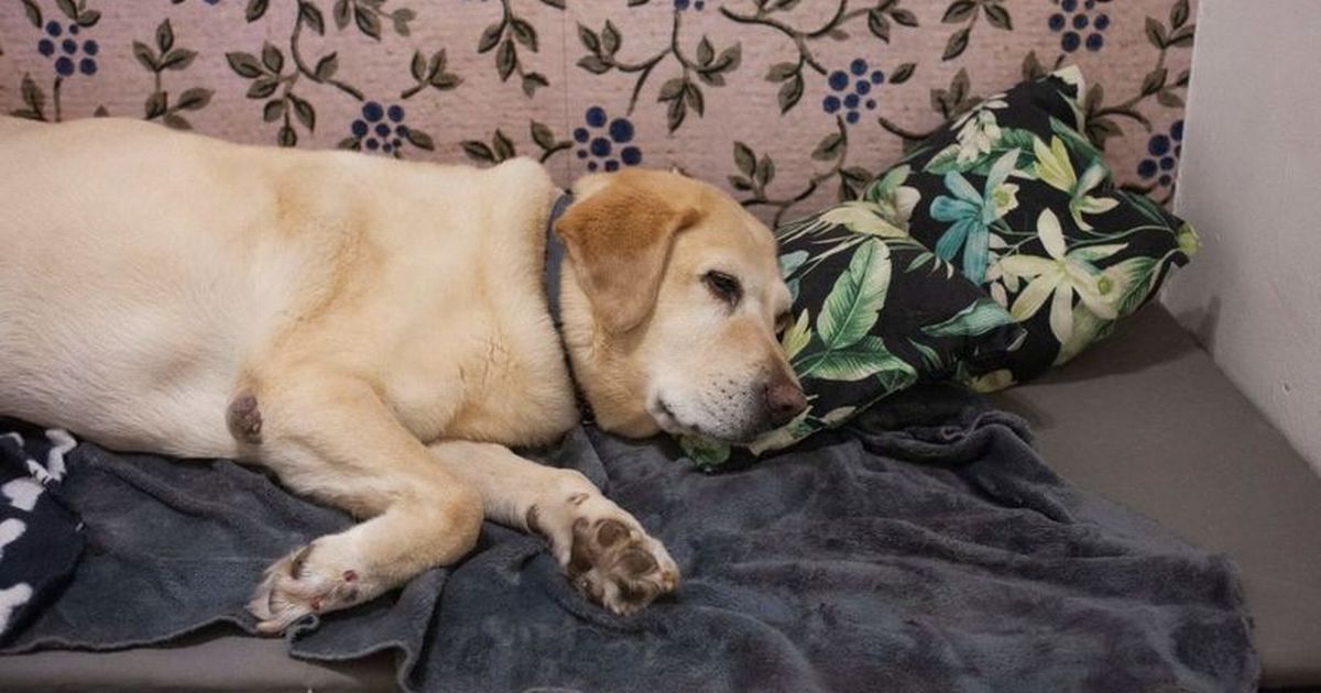 First confirmed dog-to-human case of Brucella canis in UK sparks vets plea – Wiltshire Live