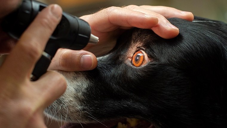 Iris Atrophy In Dogs: Symptoms, Causes, & Treatments – DogTime