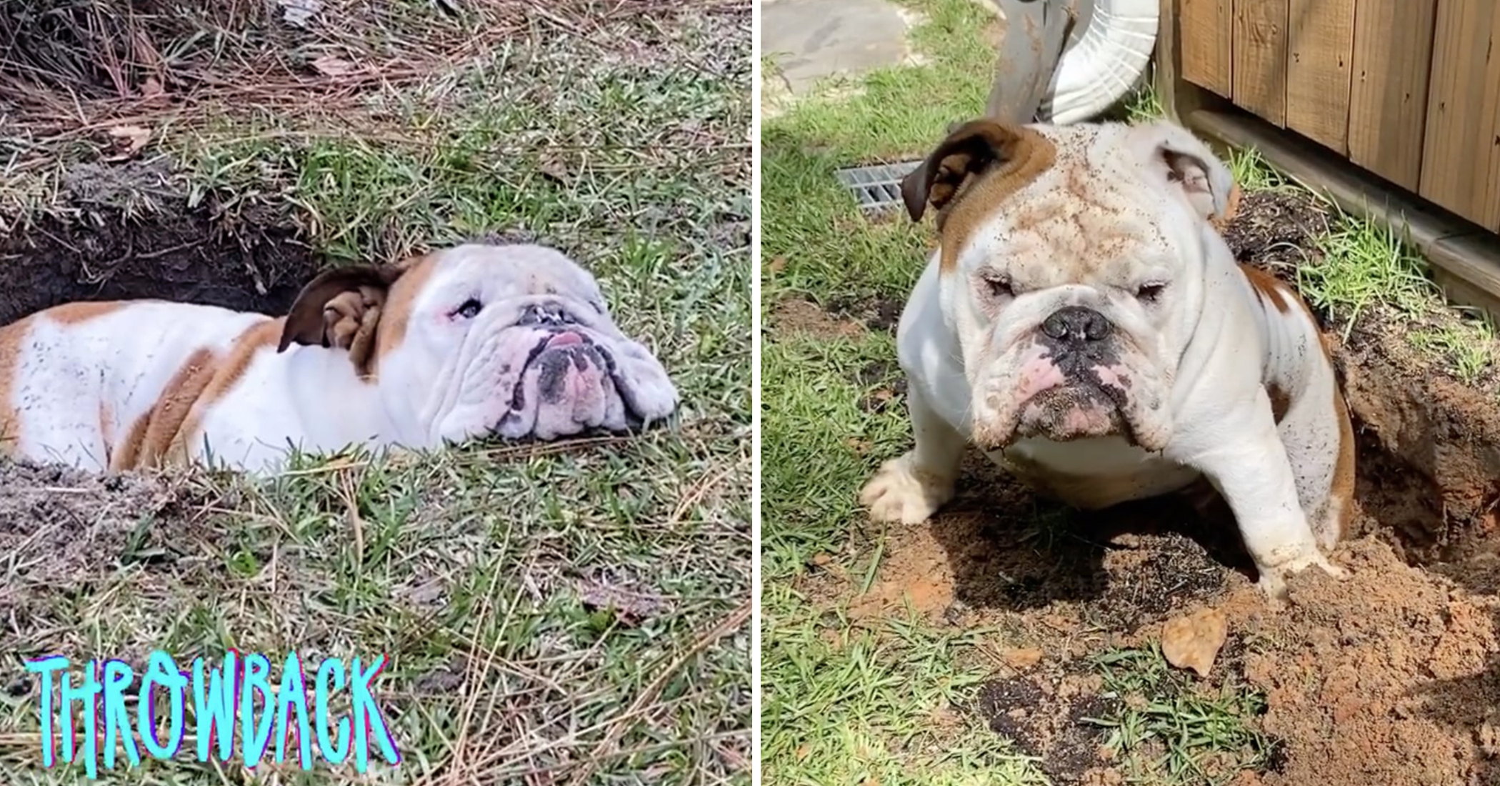 VIDEO: This Dog Loves Planting Himself in Newly Dug Garden Holes, Refusing to Leave – The Epoch Times