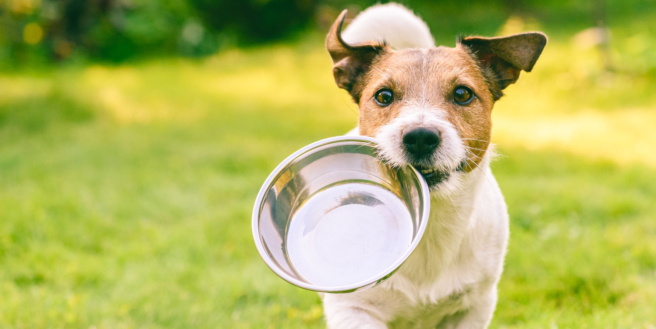 Can Dogs Eat Kiwi? – Country Living