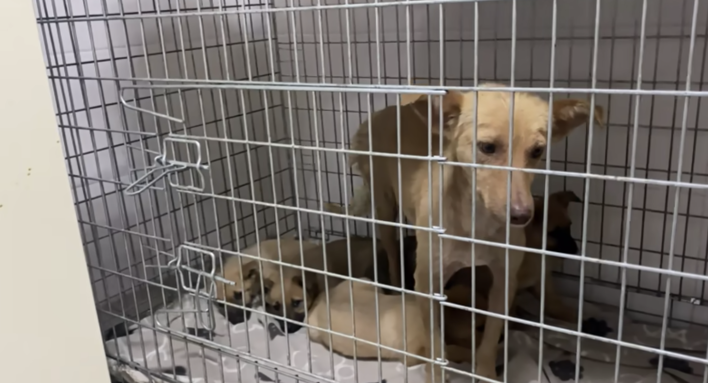 Ukrainian Cafe Owner Helps Desperate Stray Mother Save Her Puppies Before a Rainstorm – One Green Planet