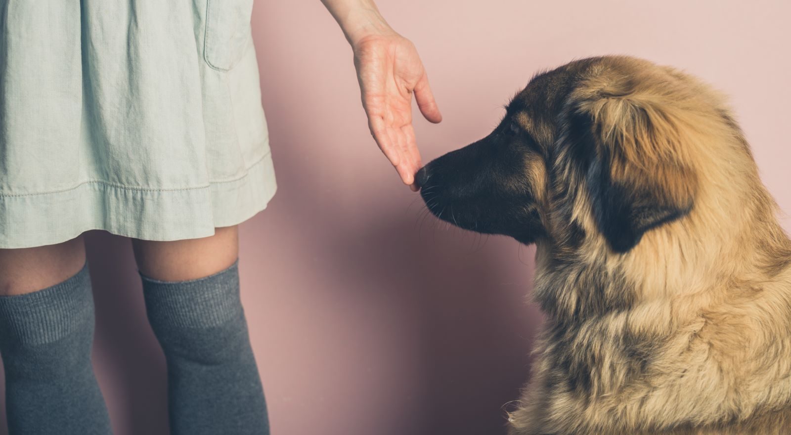 Dogs Are Already Being Used to Sniff Out COVID-19. Can They Detect Long COVID too? – Health News Hub