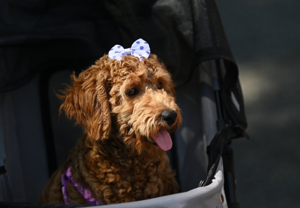 Thousands celebrate dogs at 'Pet Rock' in Deering Oaks – Press Herald