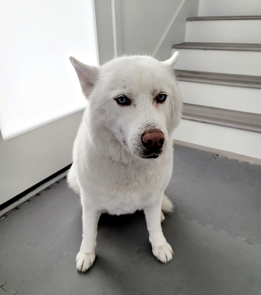 This Homeless Dog Was Living in a Trash Pile For Months Until He Was Rescued and How! – One Green Planet