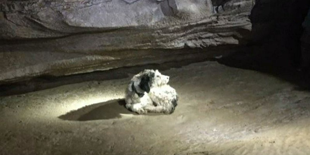 AMAZING: Dog missing for months reunited with family after spelunkers find her in cave – KKTV