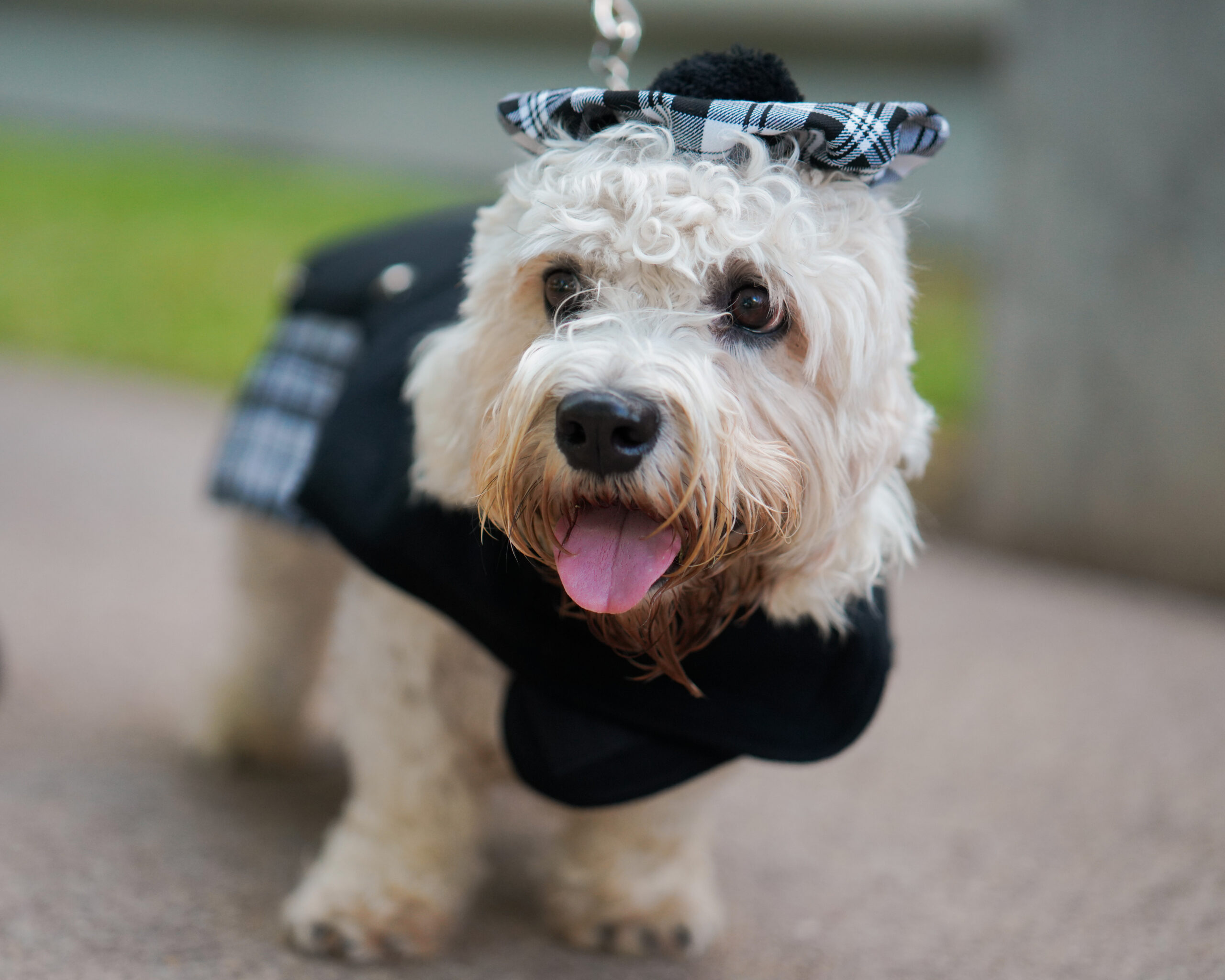 Who let the dogs in? Kimbell celebrates canines with first-ever Dog Day as new painting debuts – Fort Worth Business Press