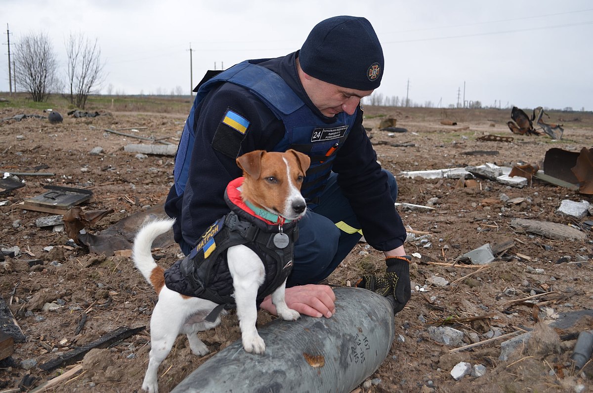 Celebrating Our Canine Heroes on International Dog Day – HS Today – HSToday