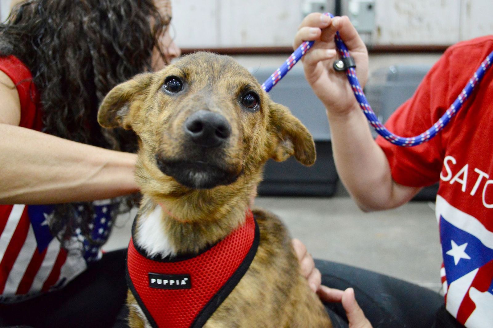 300 Homeless Pets Rescued from Puerto Rico and Brought to U.S. on 'Freedom Flights' – PEOPLE