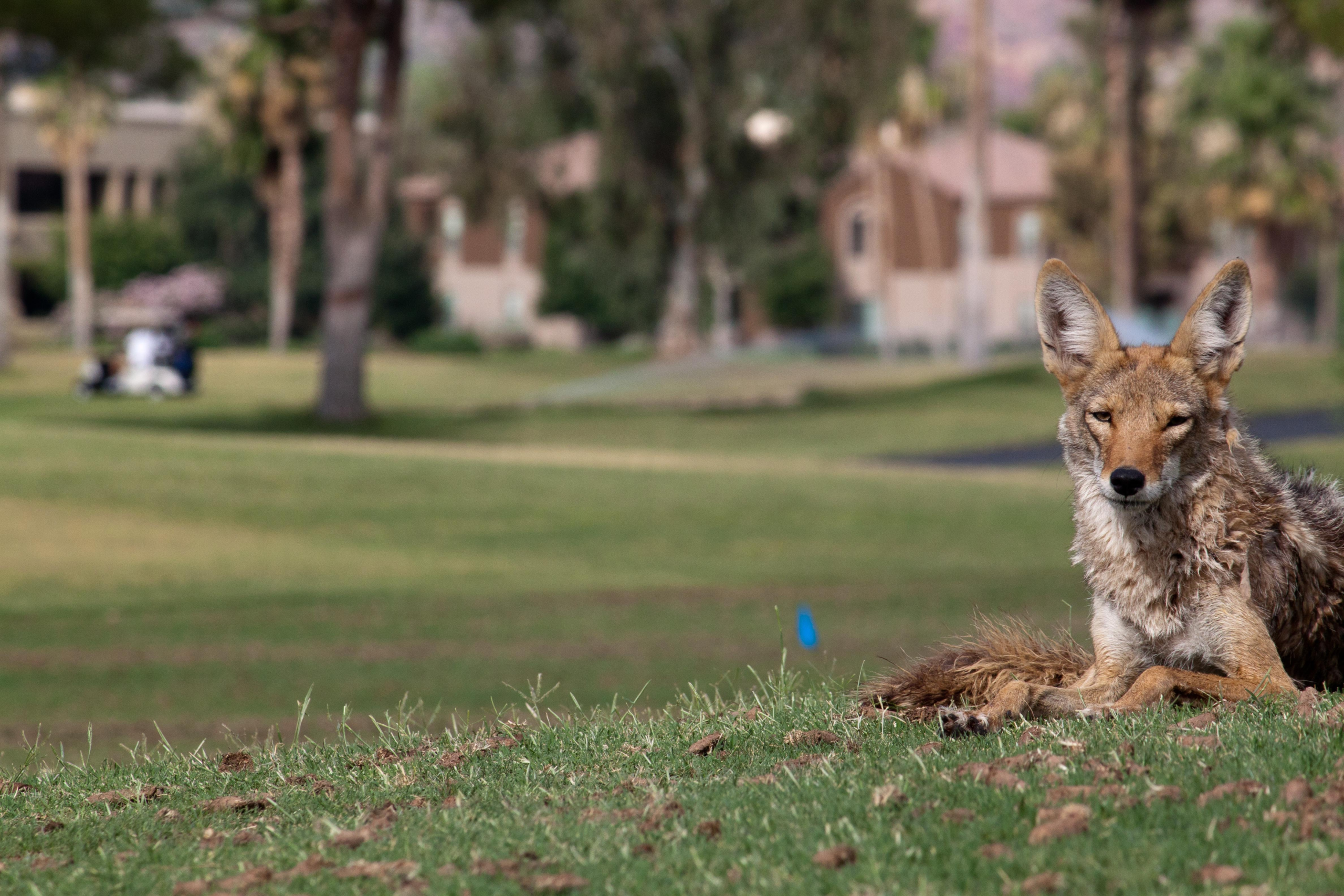 Coyotes are here to stay in North American cities – here's how to appreciate them from a distance – The Conversation