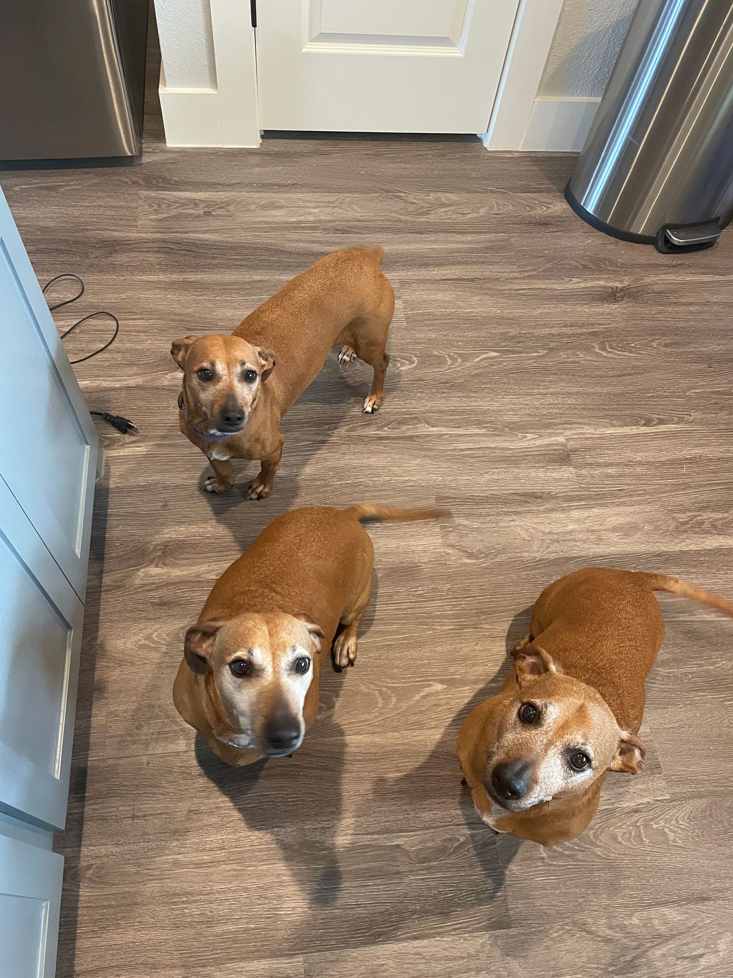 Texas Woman Spots Two of Her Dog's Siblings in the Shelter and Gives Her Pet a Family Reunion – PEOPLE