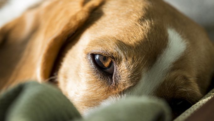 Eyelash Disorders in Dogs: Symptoms, Causes, & Treatments – DogTime