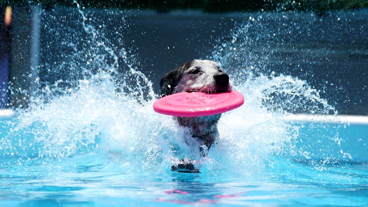 Pet Owners Urged to Take Precautions to Protect Animals from Heat – Times of San Diego