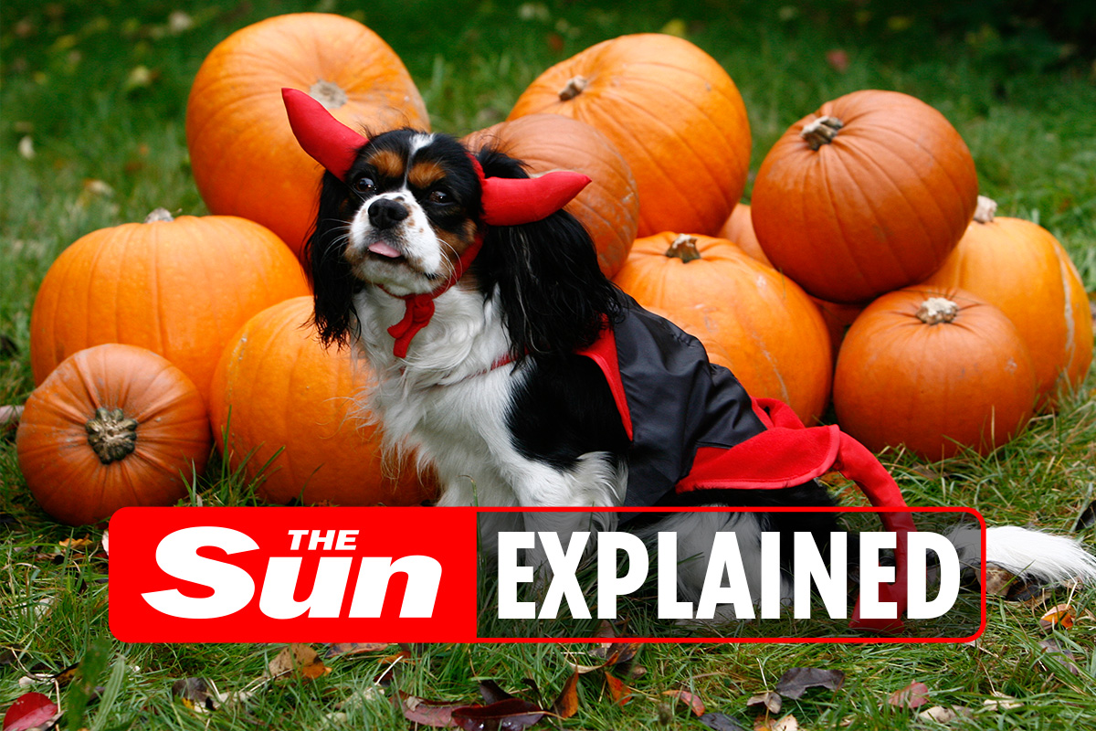 Can dogs eat pumpkin?… – The Irish Sun