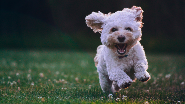 Dr. Poop gives fast pooch health analysis to dog owners – ISRAEL21c