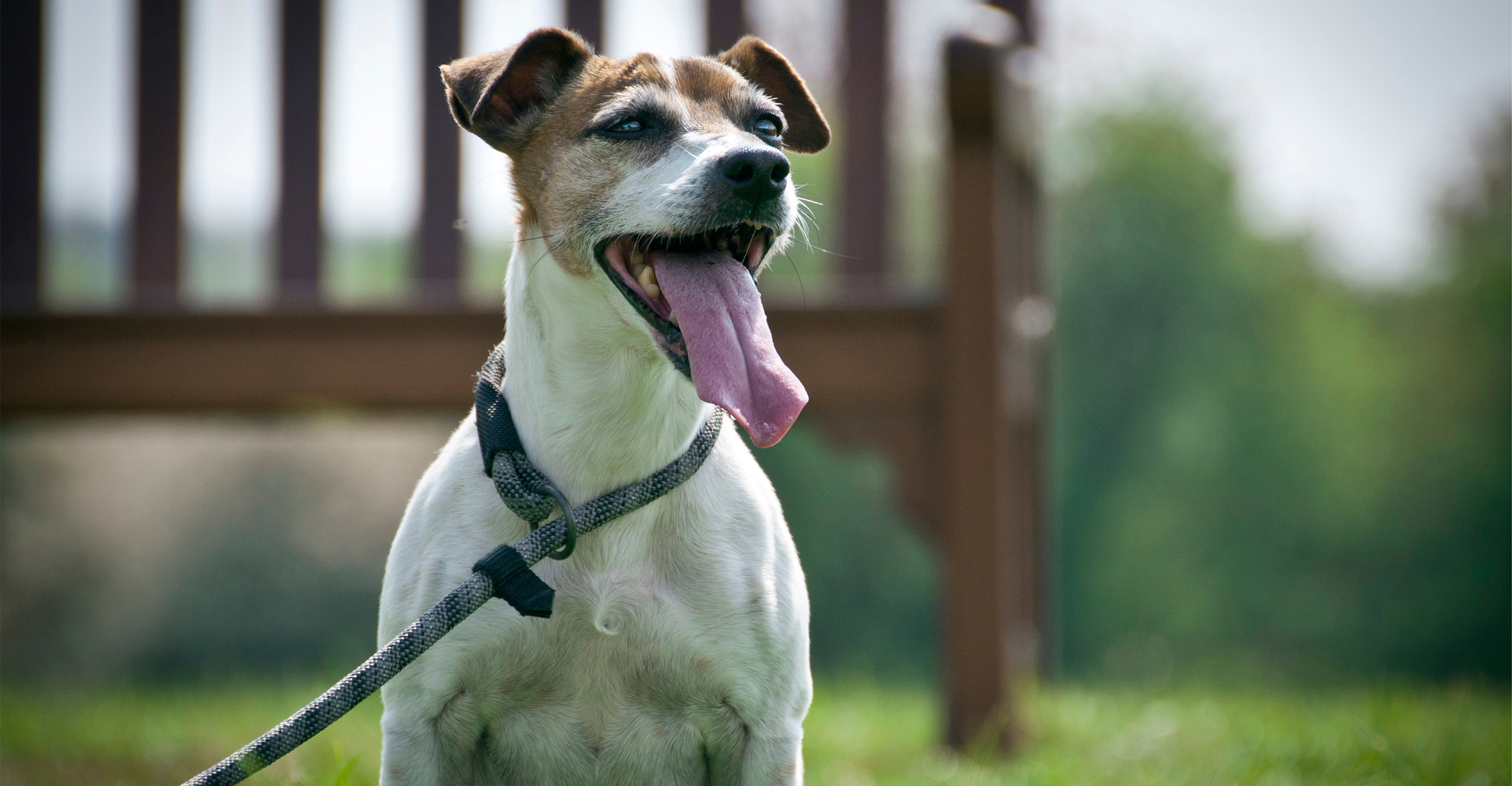 Veterinary Viewpoints: Keeping pets and livestock healthy during summer heat – Oklahoma State University