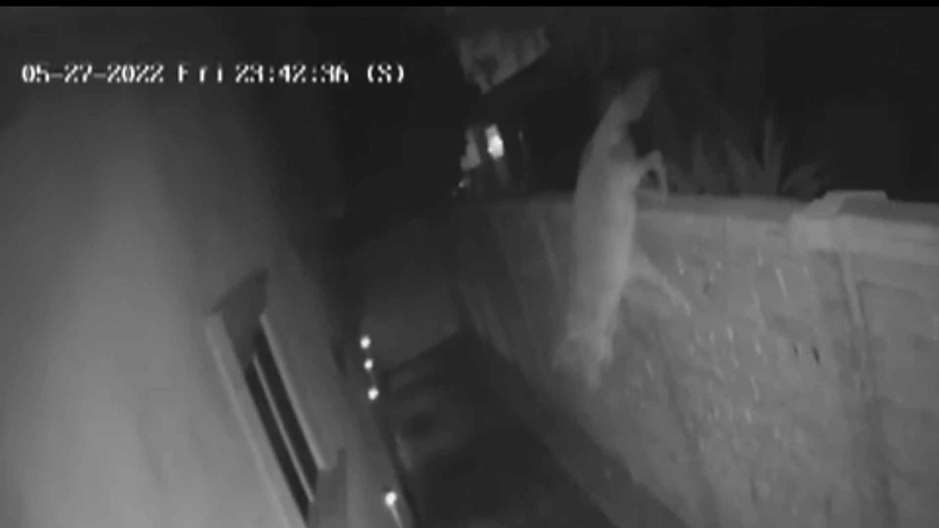 Coyote Enters Woodland Hills Home Through Dog Door – NBC Southern California