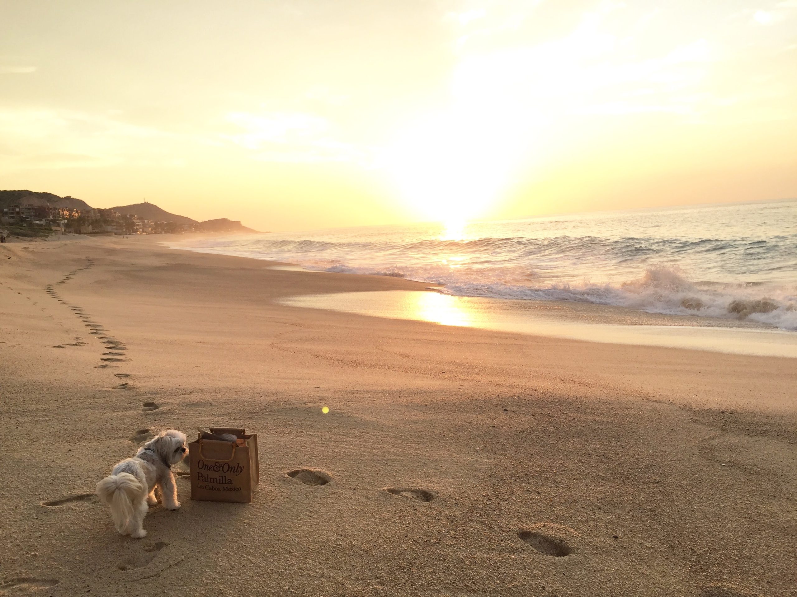 Pet Travel To Mexico: A Dog Health Certificate Requirement (Updated July 2022) – Travelbinger