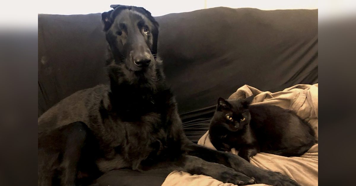 Pet Cat Helps Brother Dog Who Went Blind To Navigate Around The Home By Meowing – The Florida Star