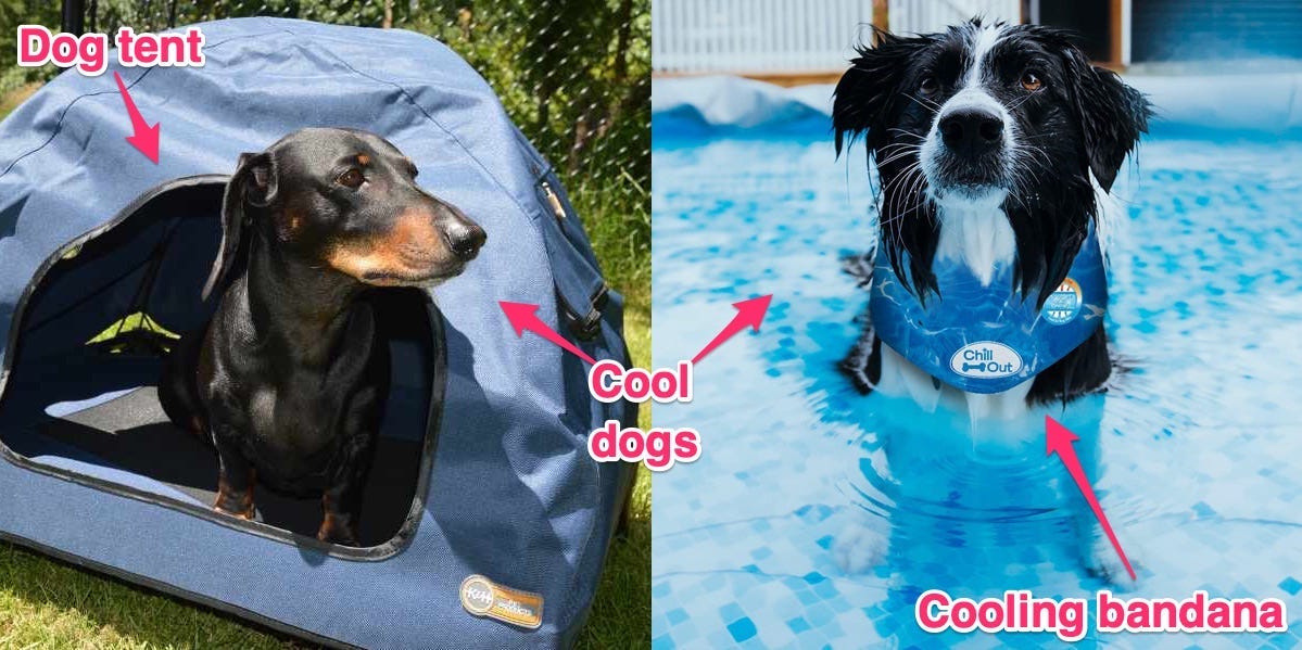 11 best products to keep dogs cool, including cooling mats and pools – Insider